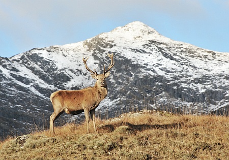 [Red deer stag against winter mountain scenery...]