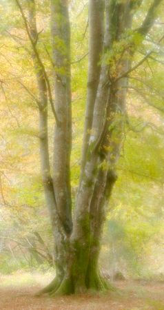 [Multi-trunked tree in Glencoe]