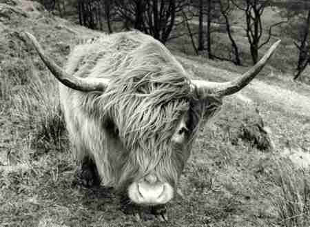 [A close up shot of a Highland cow]