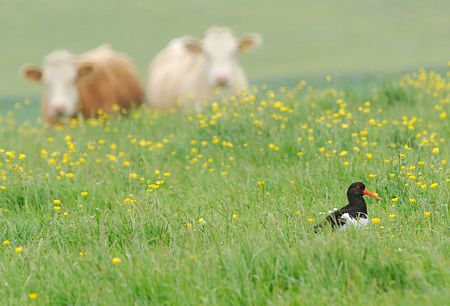 [Oyster Catcher in an Orkney pasture]